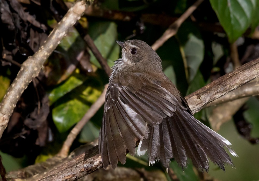 Fiji Streaked Fantail (Fiji) - ML206023711