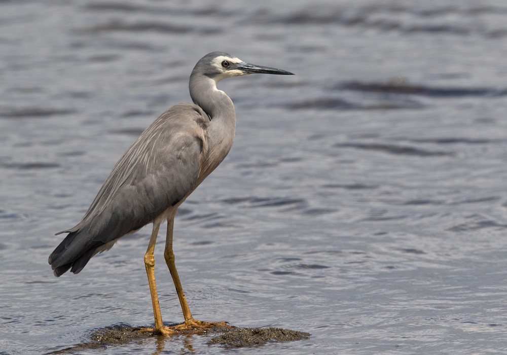 White-faced Heron - ML206023961