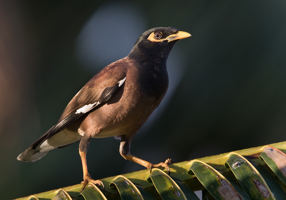 ML206024031 - Common Myna - Macaulay Library