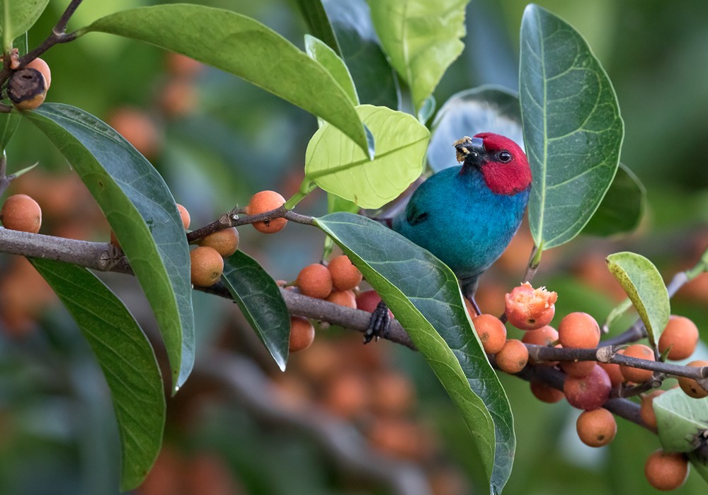 Vanuatu Papağan İspinozu (cyaneovirens/gaughrani) - ML206024071