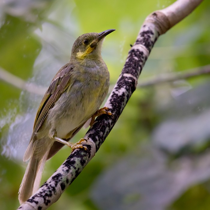 Eastern Wattled-Honeyeater - ML206024101