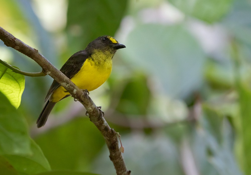 Samoan Whistler - Lars Petersson | My World of Bird Photography