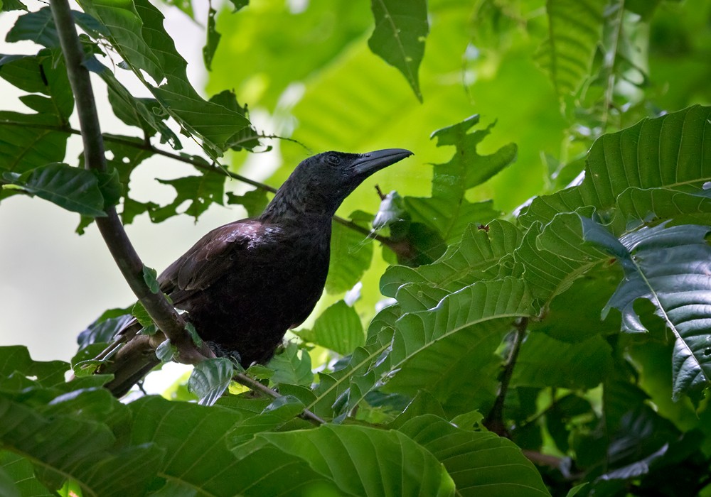 Samoan Starling - ML206024171