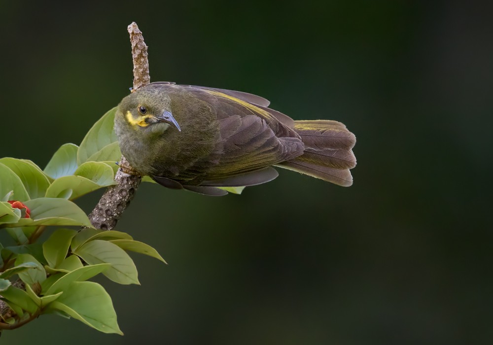 Eastern Wattled-Honeyeater - Lars Petersson | My World of Bird Photography