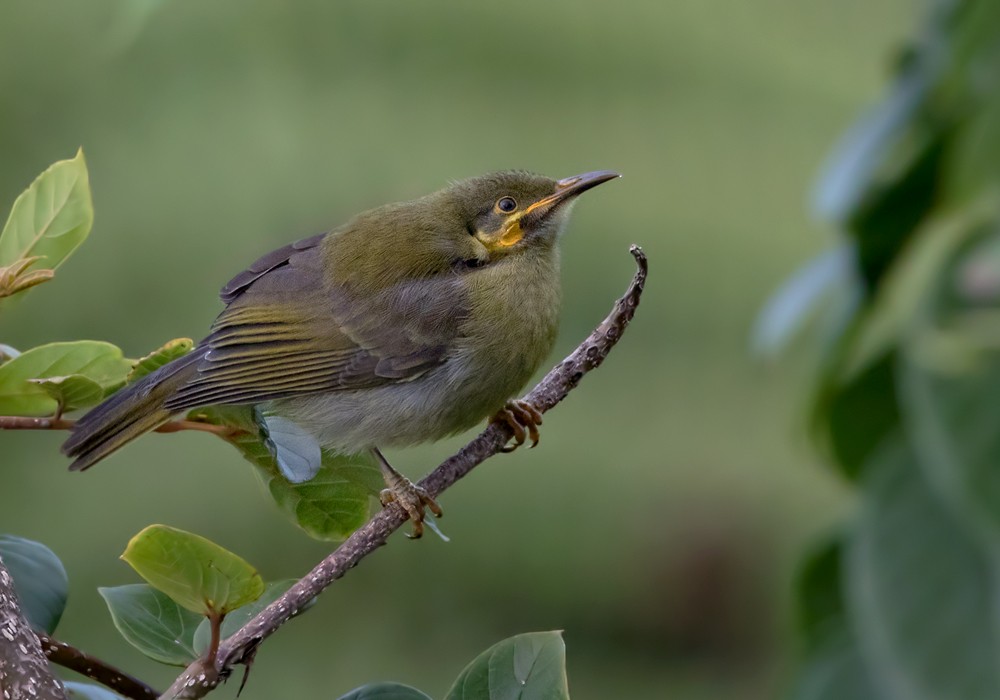 Eastern Wattled-Honeyeater - Lars Petersson | My World of Bird Photography