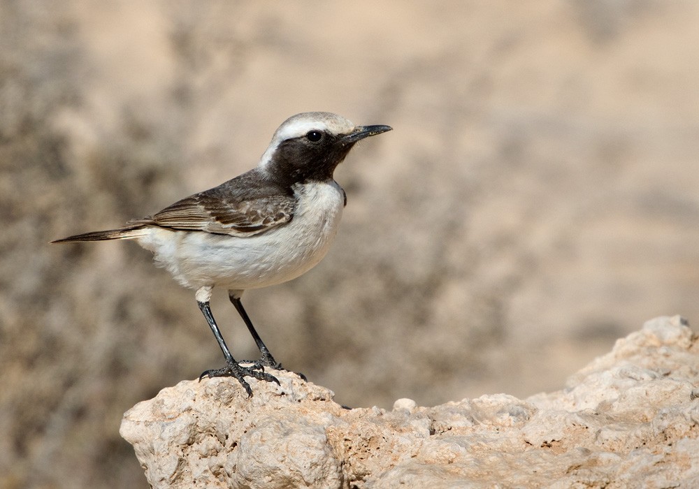 Red-rumped Wheatear - Lars Petersson | My World of Bird Photography