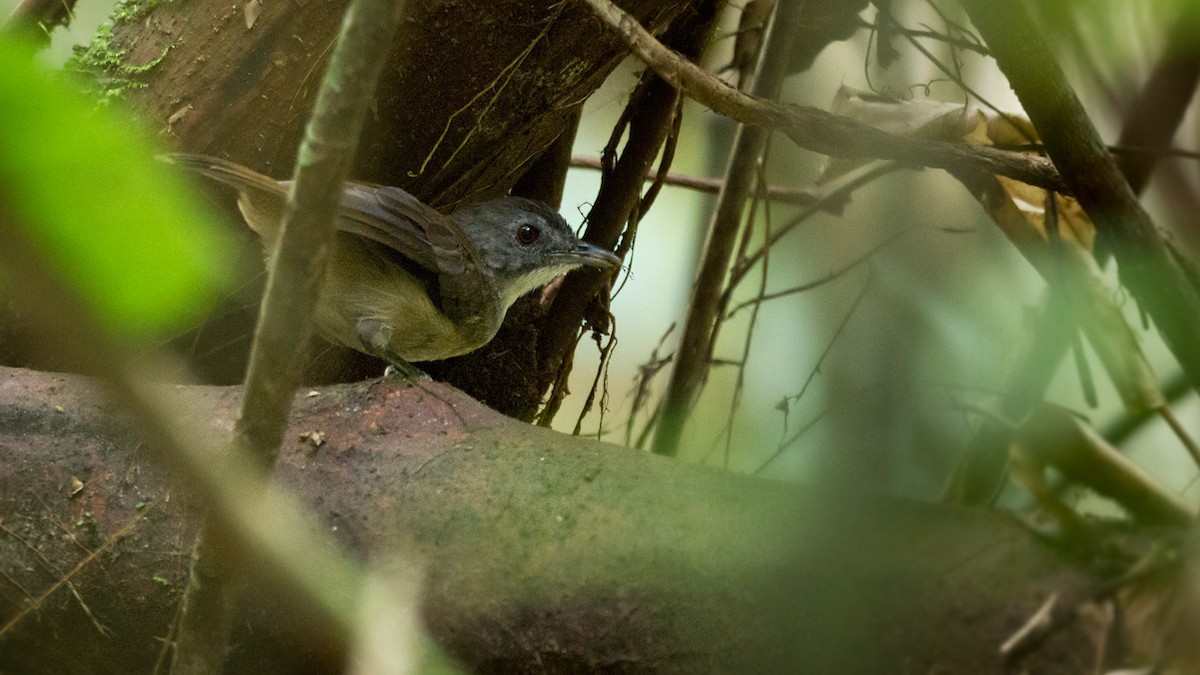 Blackcap Illadopsis - Lars Petersson | My World of Bird Photography