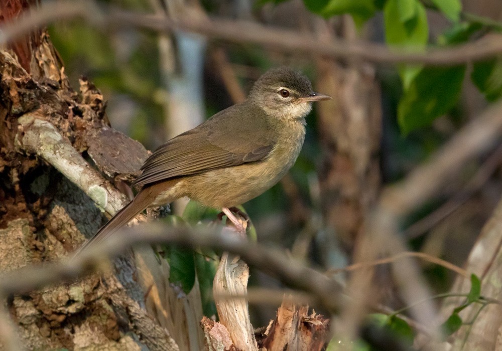 Pale-olive Greenbul - ML206024281