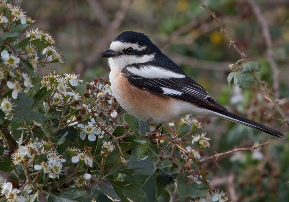 Masked Shrike - ML206024301