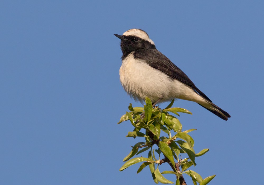 Cyprus Wheatear - ML206024341