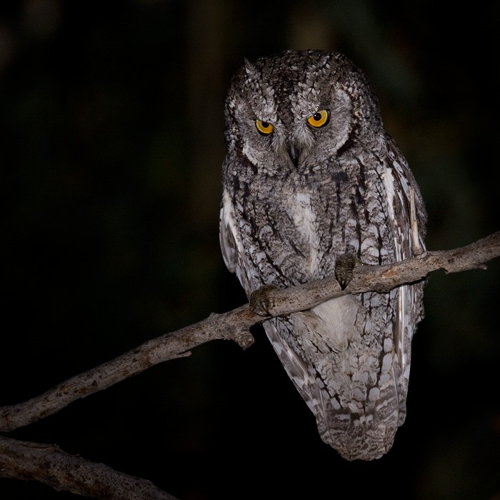 Cyprus Scops-Owl - Lars Petersson | My World of Bird Photography