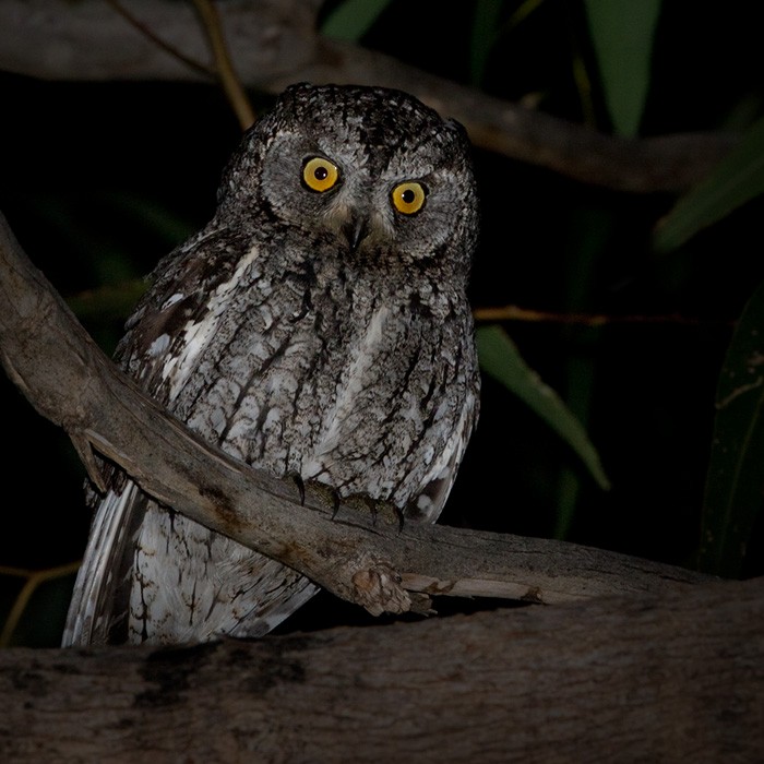 Cyprus Scops-Owl - Lars Petersson | My World of Bird Photography