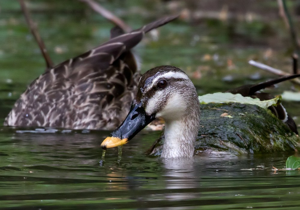Eastern Spot-billed Duck - ML206024871