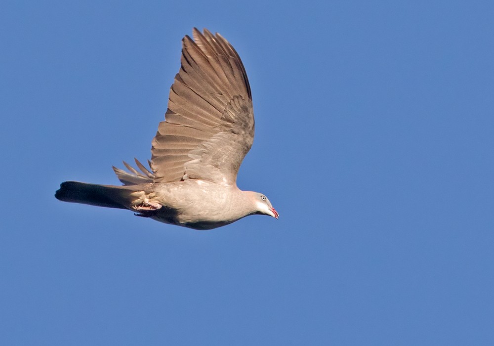 Mountain Imperial-Pigeon - ML206025071