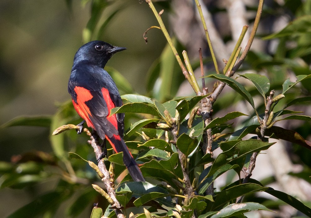 赤紅山椒鳥(speciosus群) - ML206025181