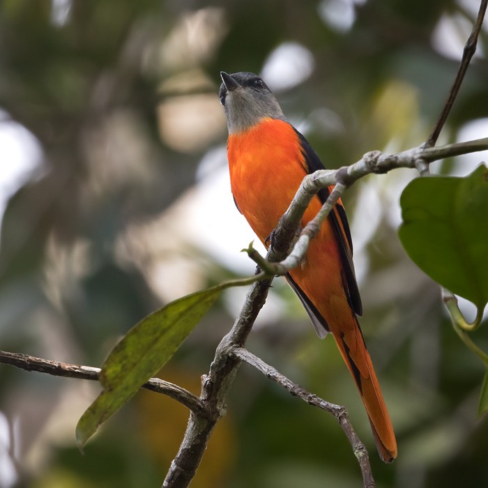 Gri Yanaklı Minivet [solaris grubu] - ML206025241