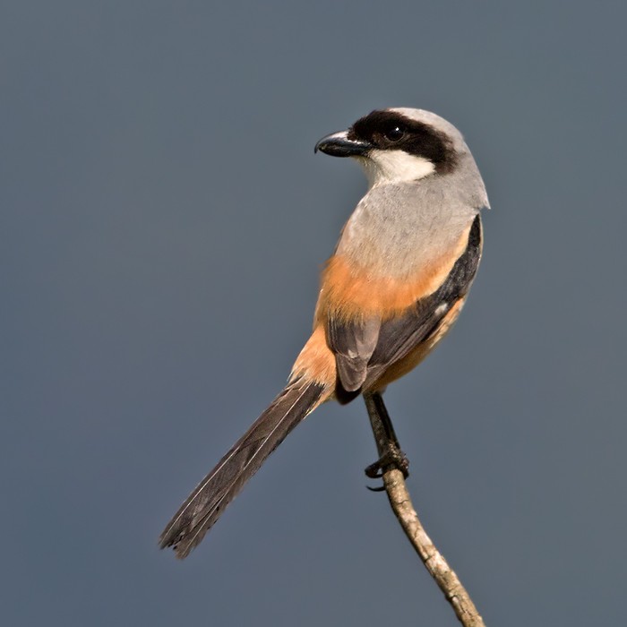 Long-tailed Shrike (schach) - ML206025281