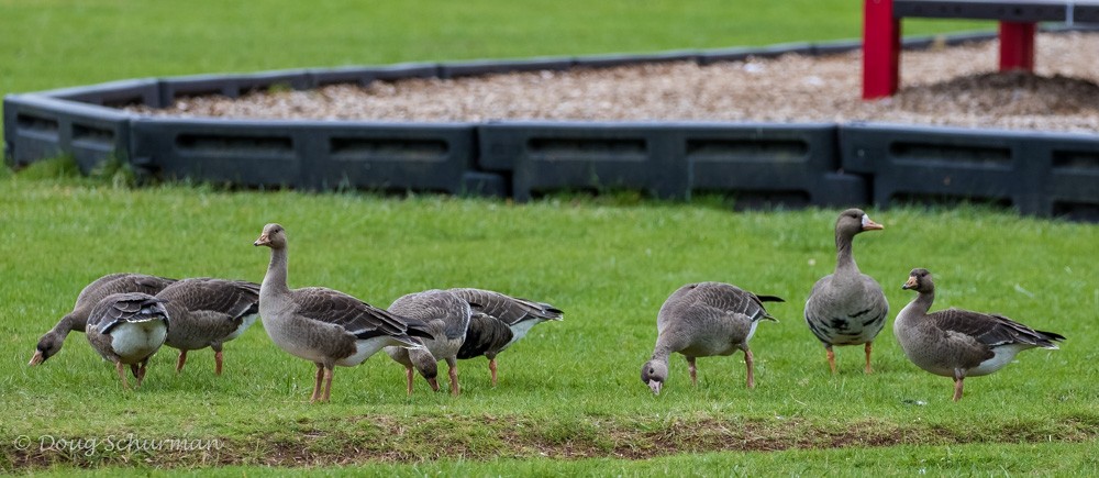 Greater White-fronted Goose - ML20602561