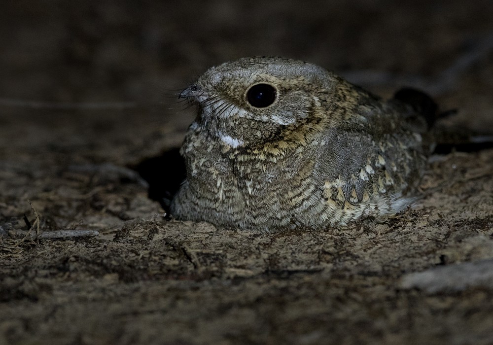 Nubian Nightjar (Nubian) - ML206025711