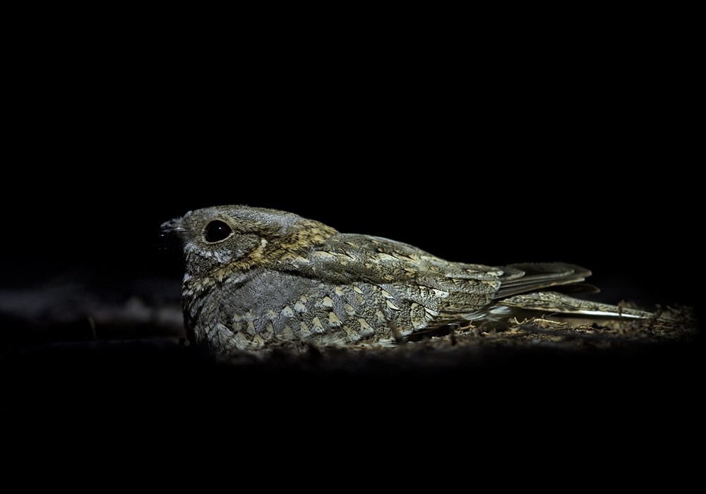 Nubian Nightjar (Nubian) - ML206025721