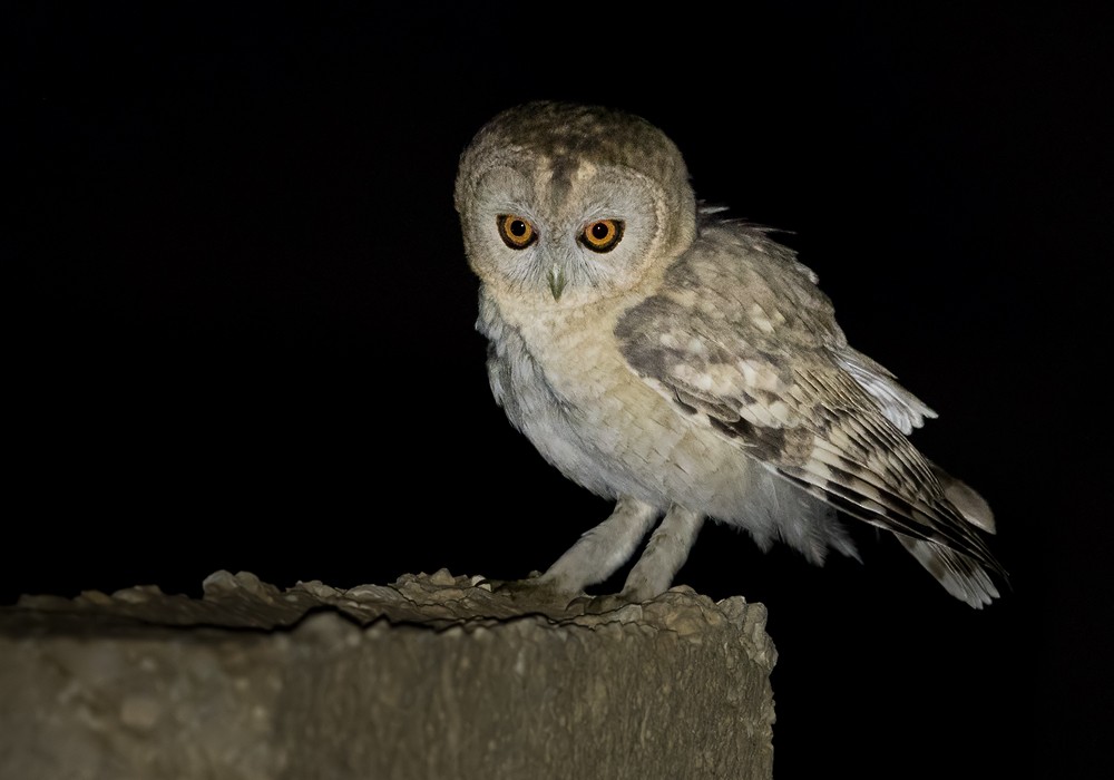 Desert Owl - ML206025731