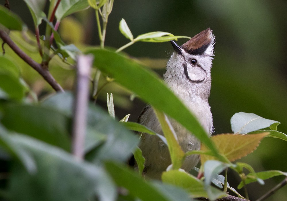 Taiwan Yuhina - Lars Petersson | My World of Bird Photography