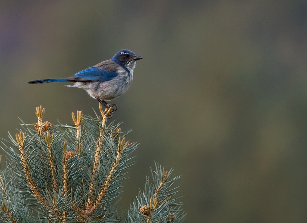 California Scrub-Jay - ML206026531