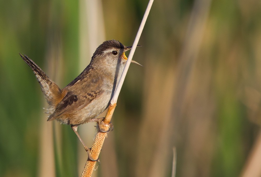 Marsh Wren - ML206026671