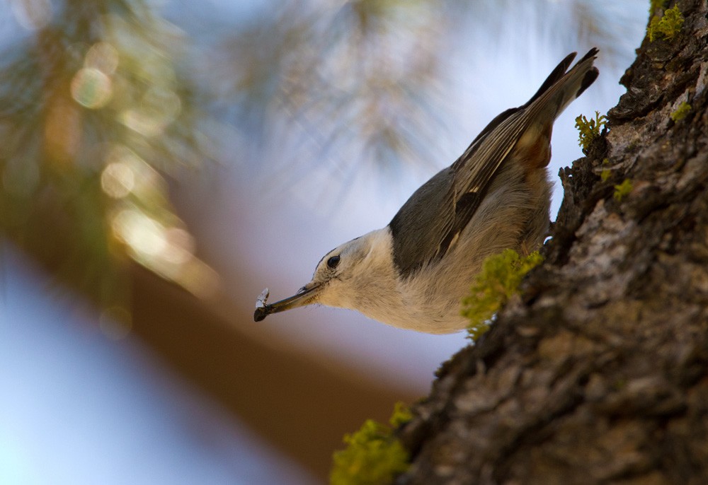 White-breasted Nuthatch - ML206026731