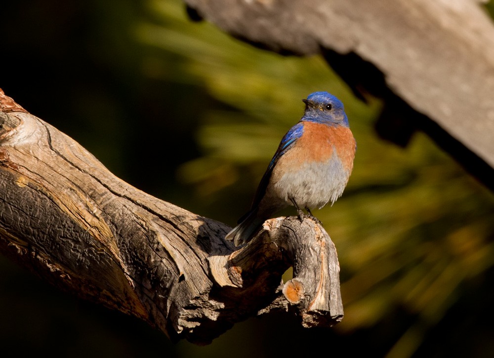 Western Bluebird - ML206026771