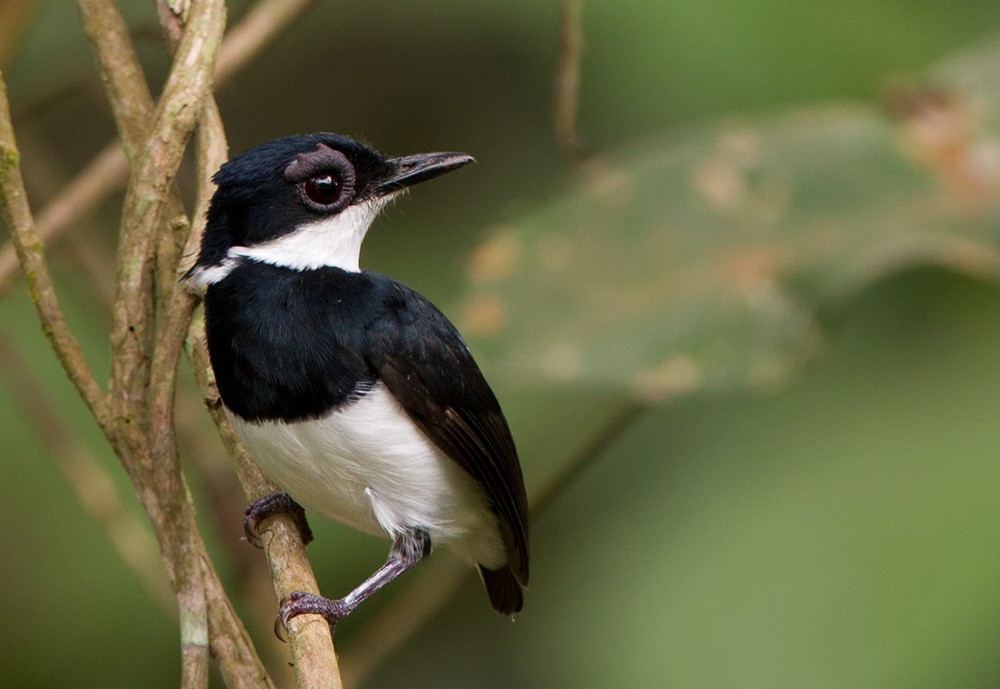 Chestnut Wattle-eye - Lars Petersson | My World of Bird Photography