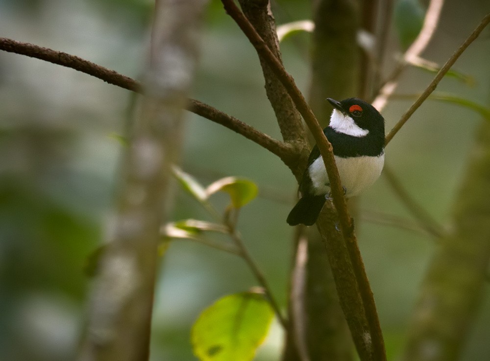 Banded Wattle-eye - Lars Petersson | My World of Bird Photography