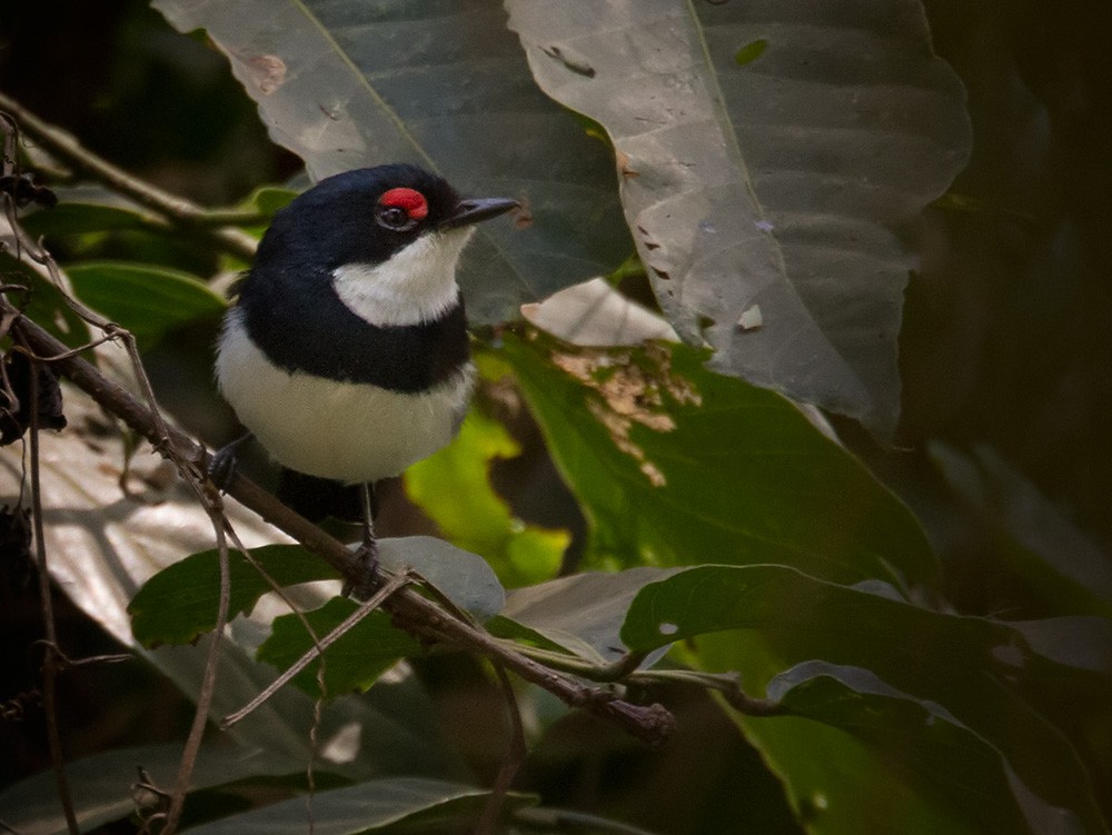 Banded Wattle-eye - Lars Petersson | My World of Bird Photography