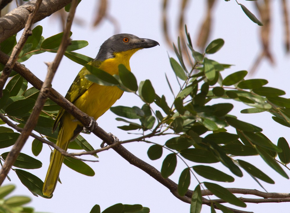 Gray-headed Bushshrike - ML206027171