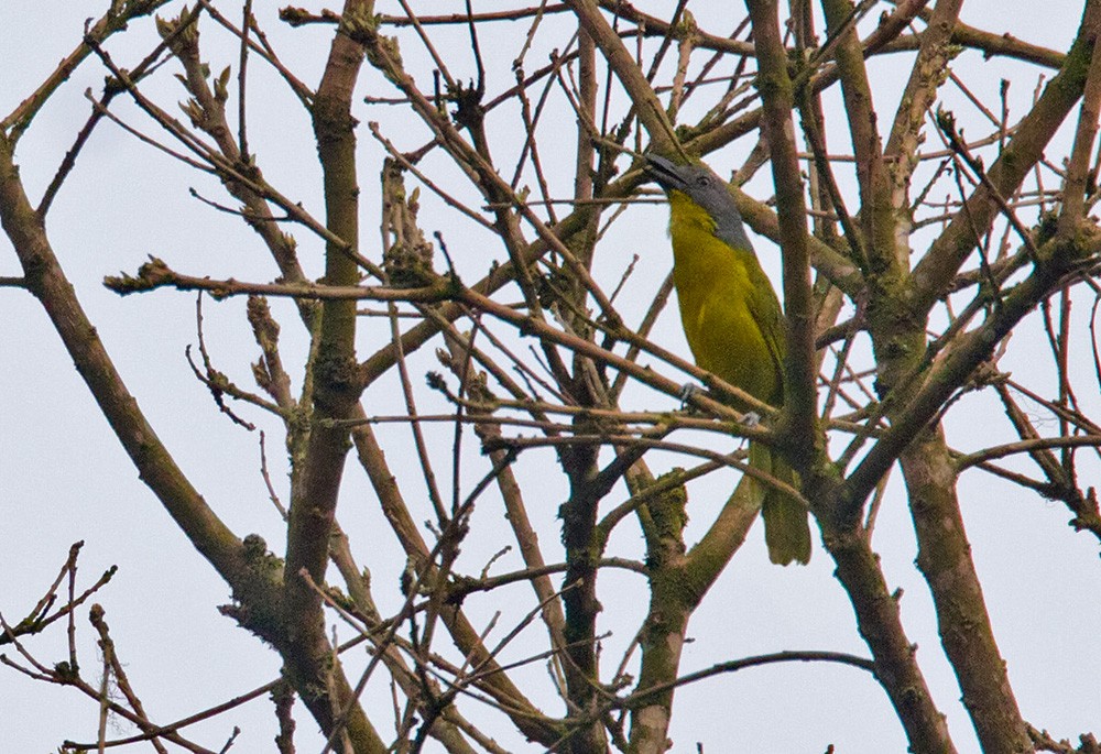 Green-breasted Bushshrike - ML206027181