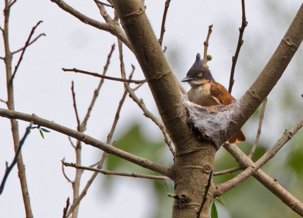 Black-and-white Shrike-flycatcher - ML206027201