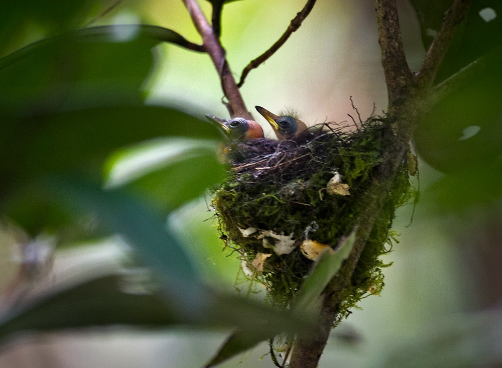 Black-headed Paradise-Flycatcher (Tricolored) - ML206027231