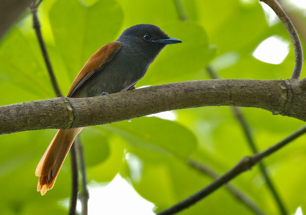 Rufous-vented Paradise-Flycatcher - ML206027281