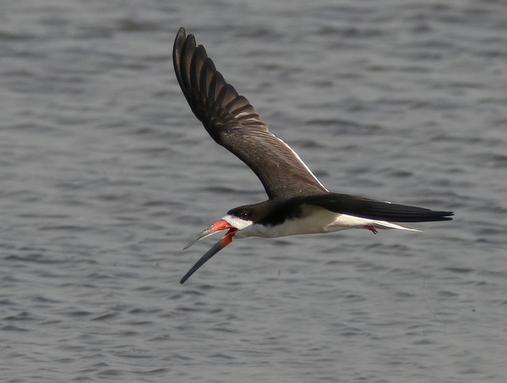 Black Skimmer - ML206027371