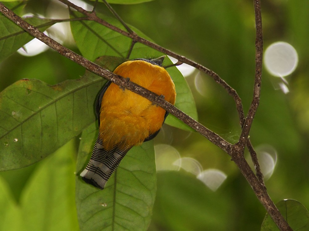 Amazonian Black-throated Trogon - Lars Petersson | My World of Bird Photography