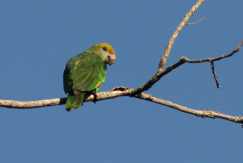 Blue-cheeked Parrot - Lars Petersson | My World of Bird Photography