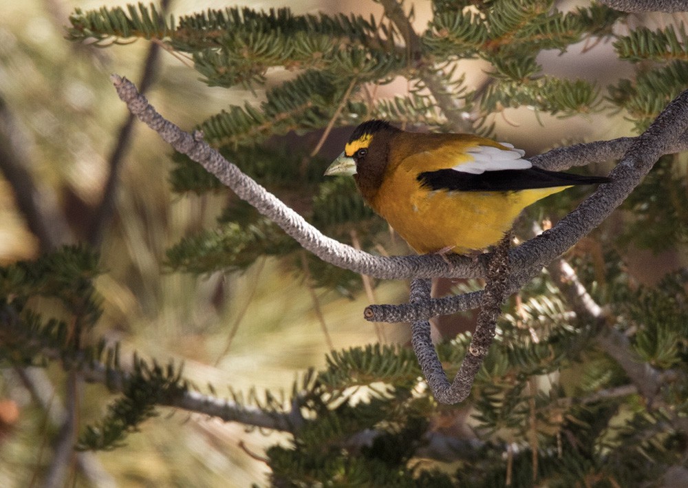 Evening Grosbeak - ML206027711