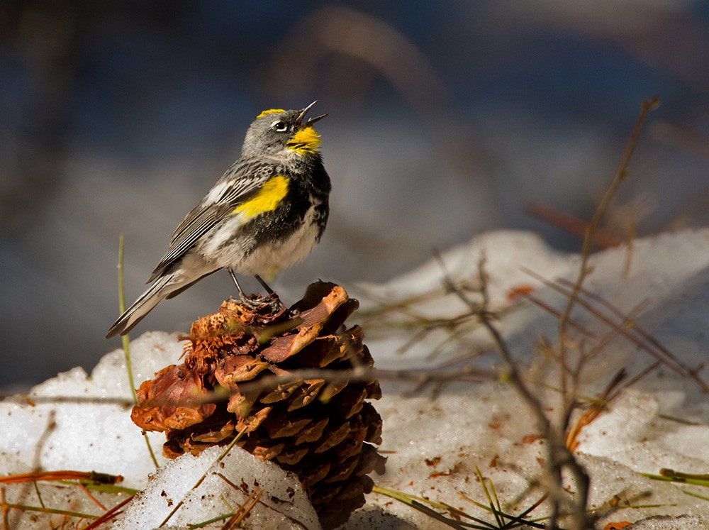 myrteparula (auduboni) (sitronstrupeparula) - ML206027751