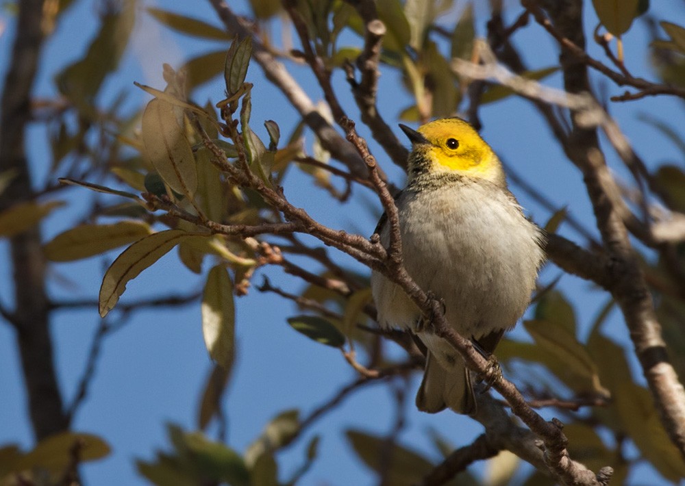 Hermit Warbler - ML206027771