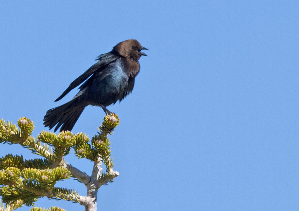 Brown-headed Cowbird - ML206027881