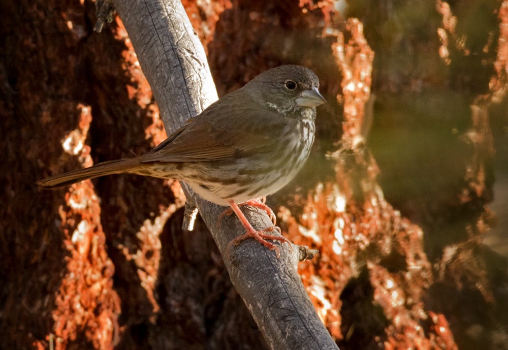 Fox Sparrow (Thick-billed) - ML206027891