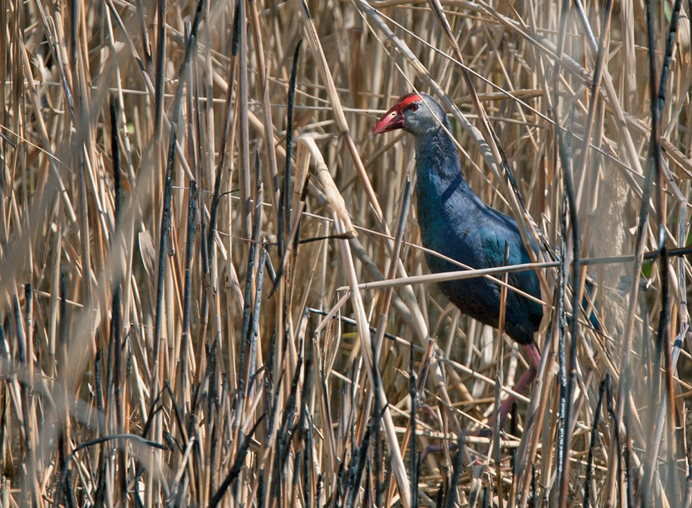 Gray-headed Swamphen - ML206027991