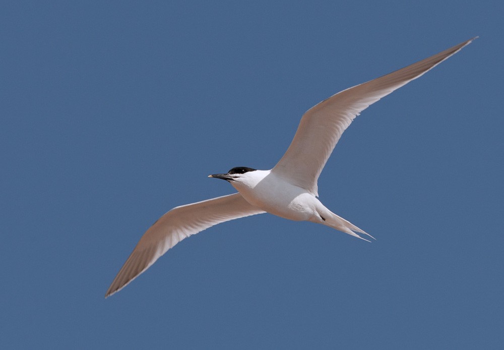 Sandwich Tern (Eurasian) - ML206028011