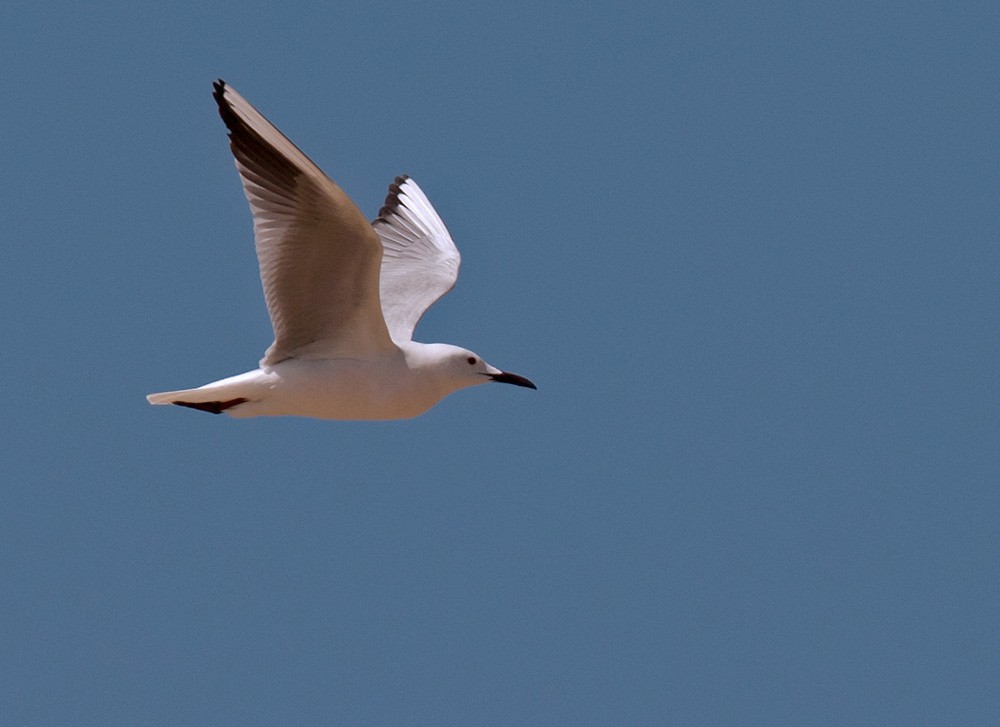 Slender-billed Gull - Lars Petersson | My World of Bird Photography