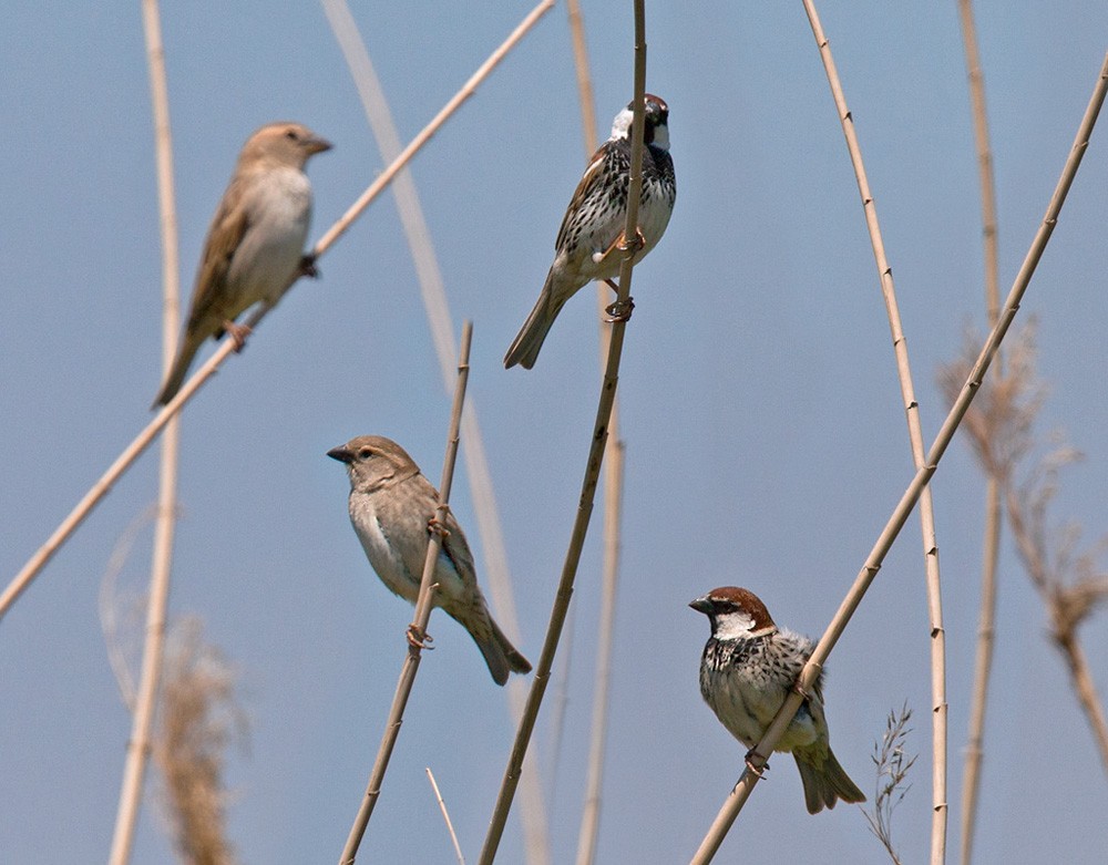 Spanish Sparrow - Lars Petersson | My World of Bird Photography